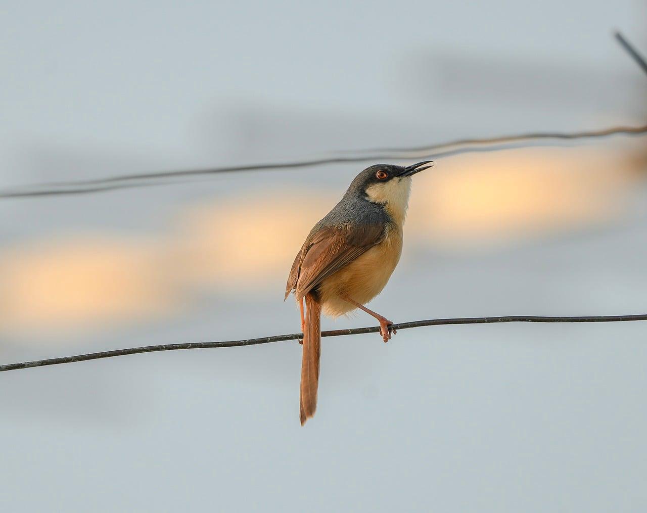 Anel Solitário gota vermelha cravejado