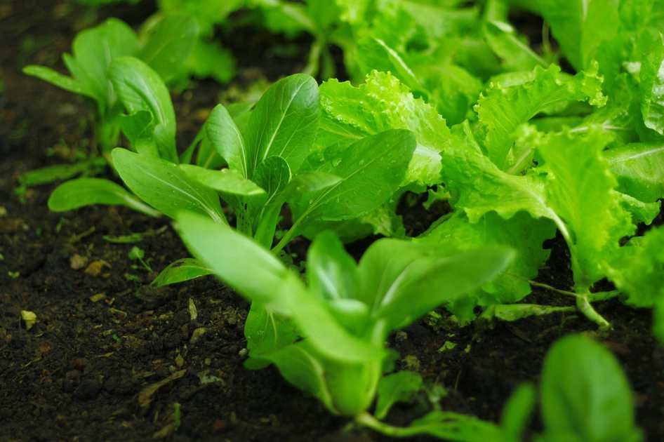 Piercing de pressão fino liso - comprar online
